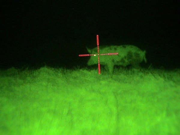 hunting hog at night
